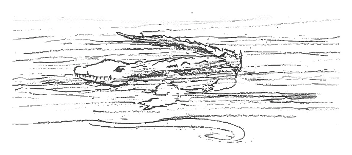 Alligator in the channel