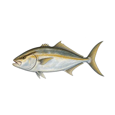Greater amberjack