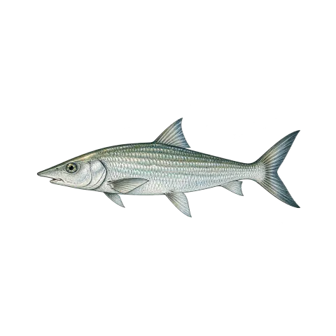 Bonefish