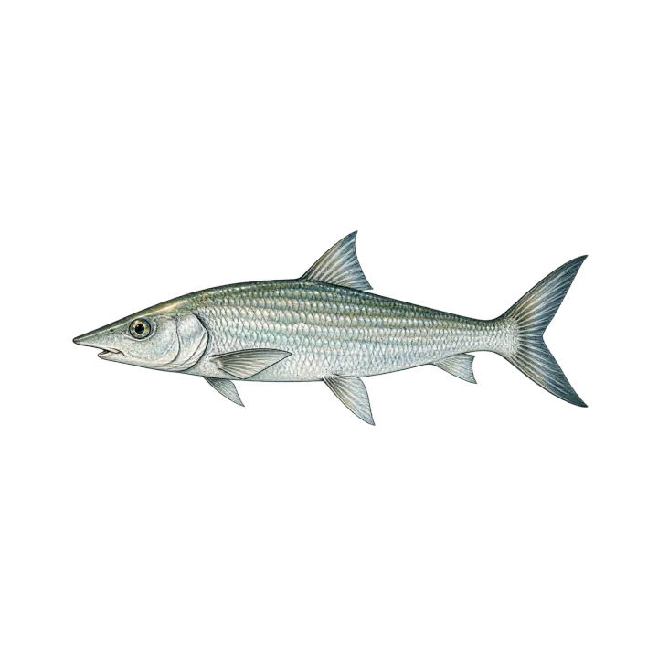 Bonefish