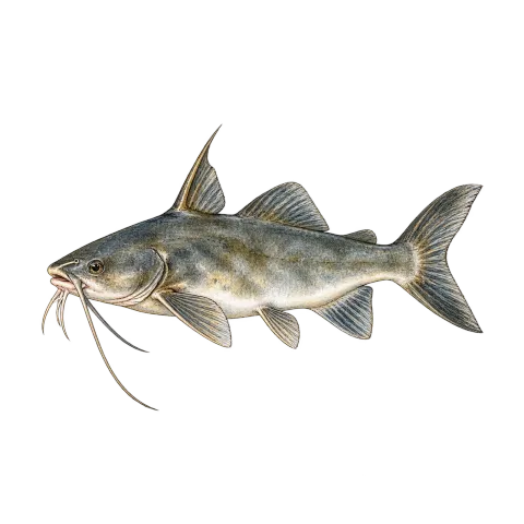 Hardhead catfish