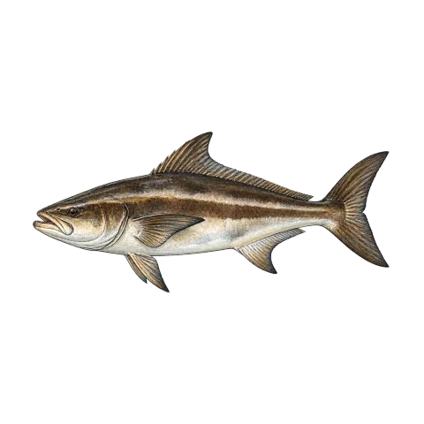 Cobia