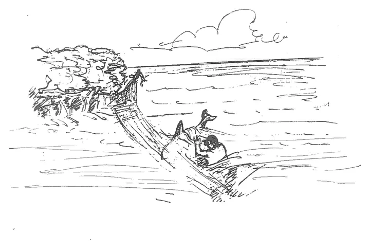 Mother dolphin and the hammerhead at the mangroves