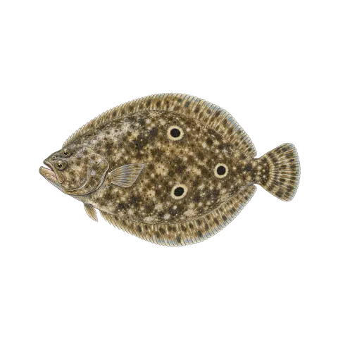 Gulf flounder
