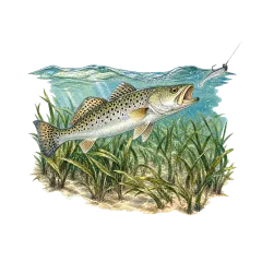 Grass beds = trout