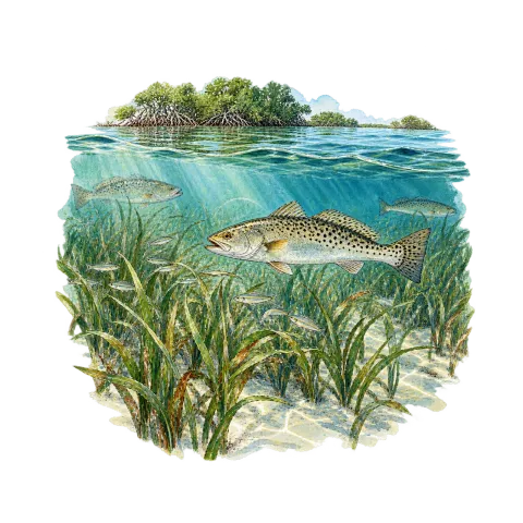 Seagrass beds