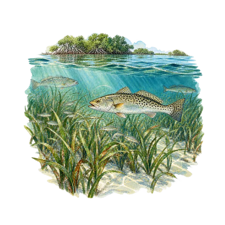 Seagrass beds