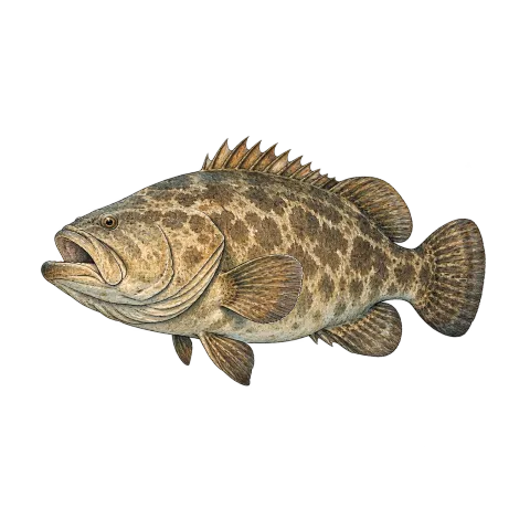 Grouper (goliath / gag)