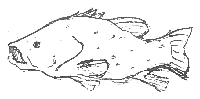 Grouper (field-guide style)