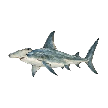 Hammerhead shark