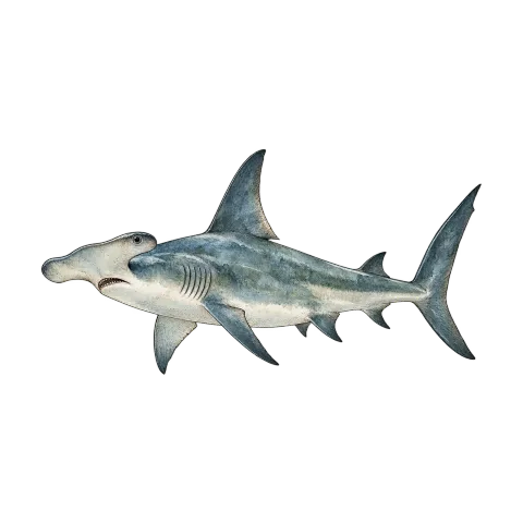 Hammerhead shark