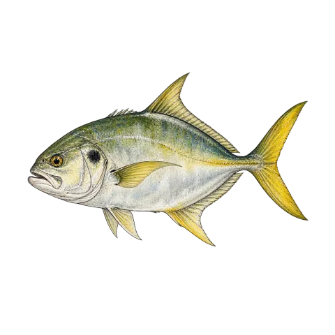 Jack crevalle