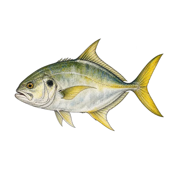 Jack crevalle