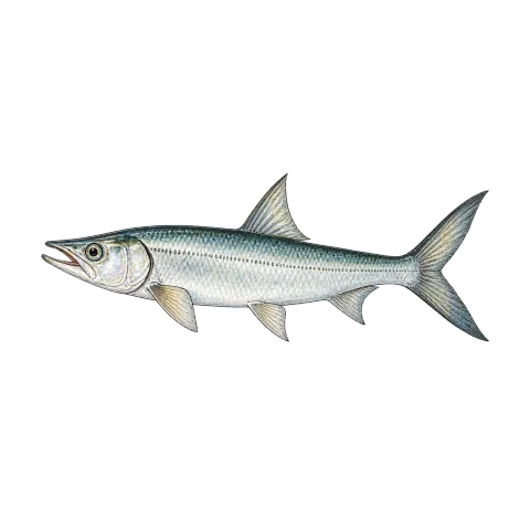 Ladyfish