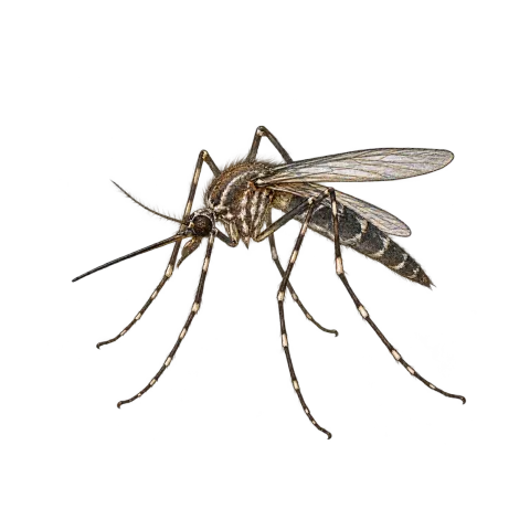 Mosquitoes, sand fleas, no-see-ums