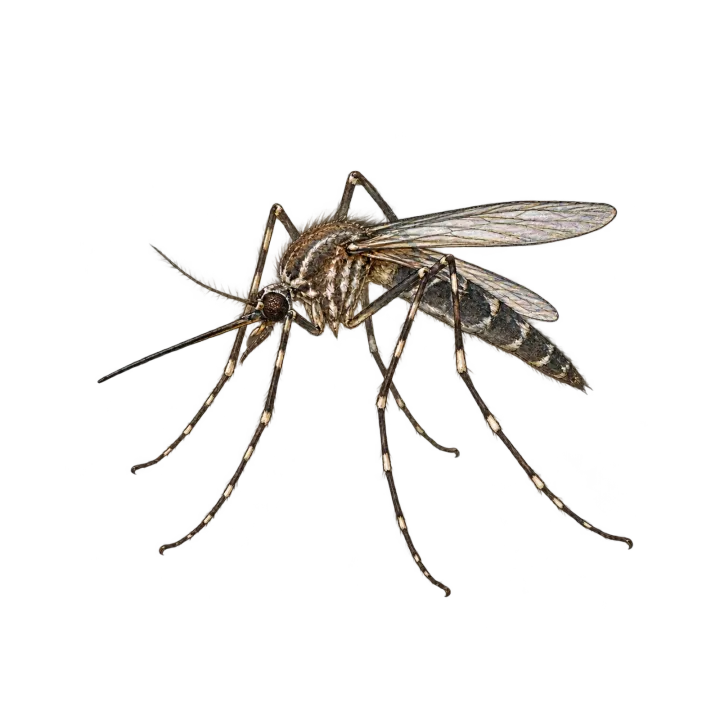 Mosquitoes, sand fleas, no-see-ums