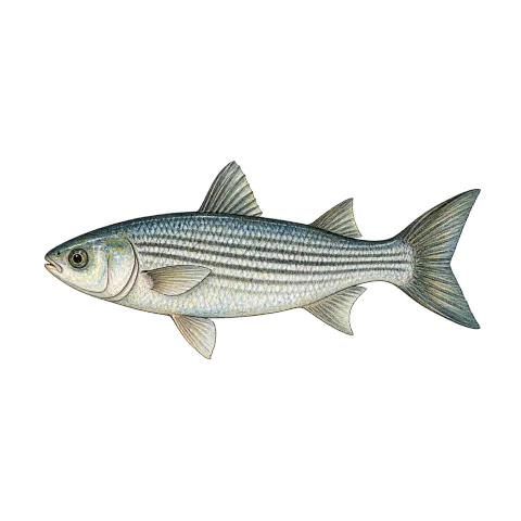 Striped mullet