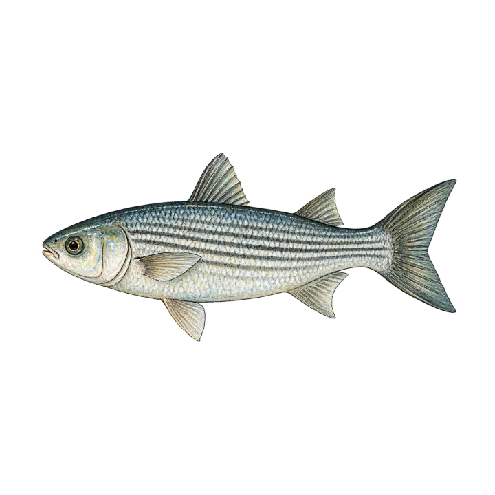 Striped mullet