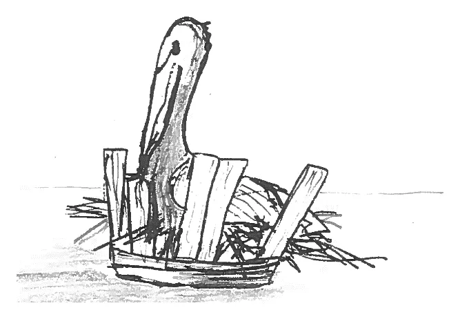 Pelican on the dock