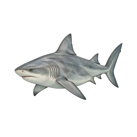 Sharks of the Ten Thousand Islands