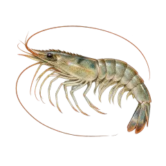 Live shrimp