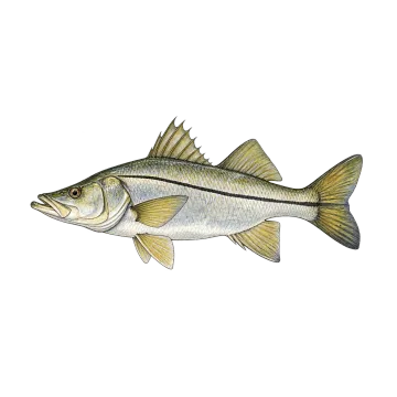 Common snook