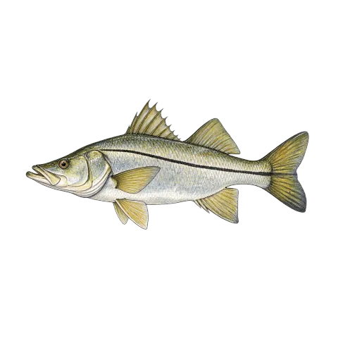 Common snook