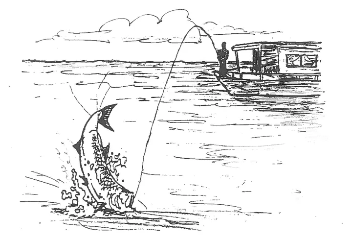 Tarpon leaping beside the Sea Belle