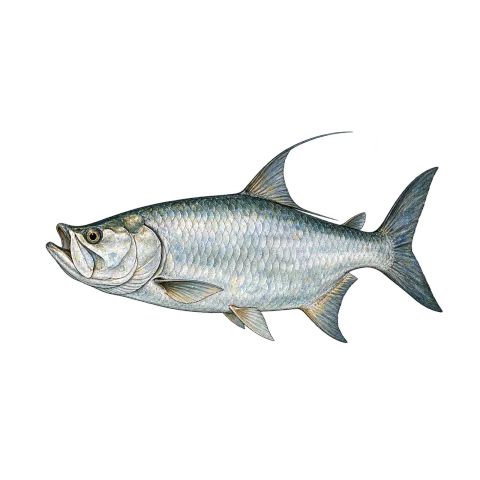 Tarpon ('silver king')