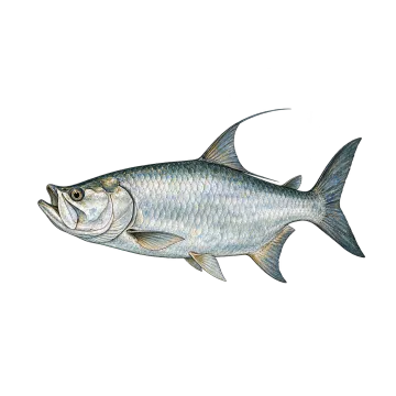 Tarpon ('silver king')