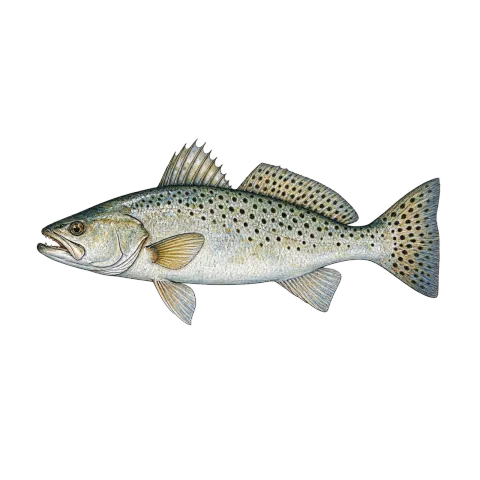 Spotted seatrout