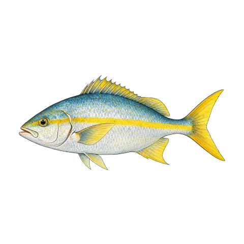 Yellowtail snapper